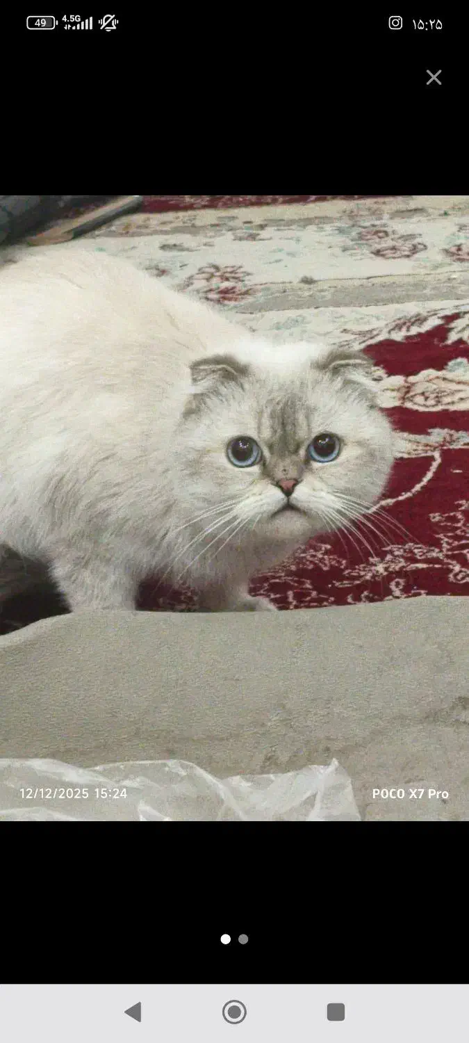 گربه پرشین اصل نژادار|گربه|کرمان, |دیوار