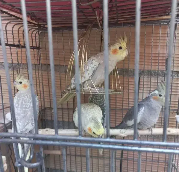 طوطی، عروس، هلندی|پرنده|کرج, فاز ۲ مهرشهر|دیوار