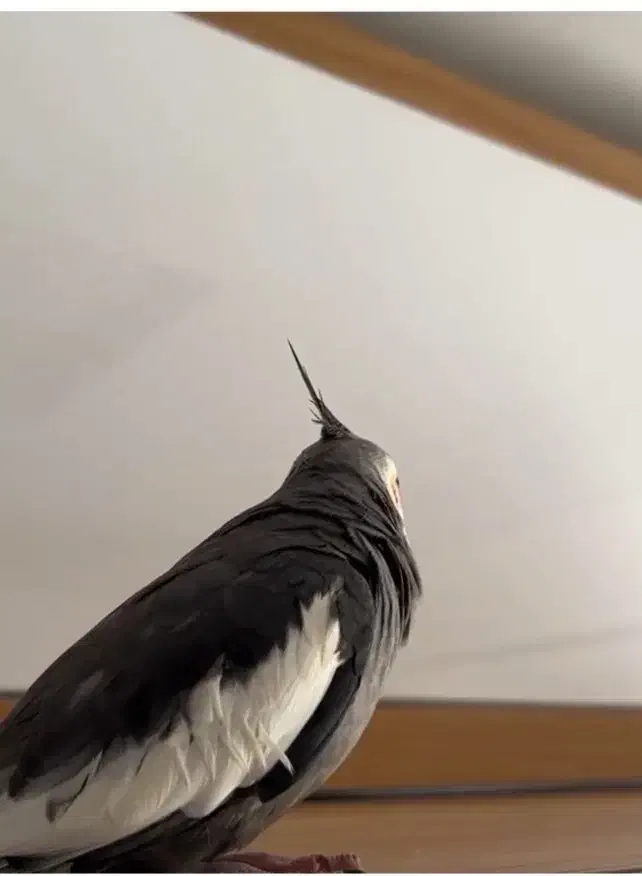 عروس هلندی نر|پرنده|ایذه, |دیوار