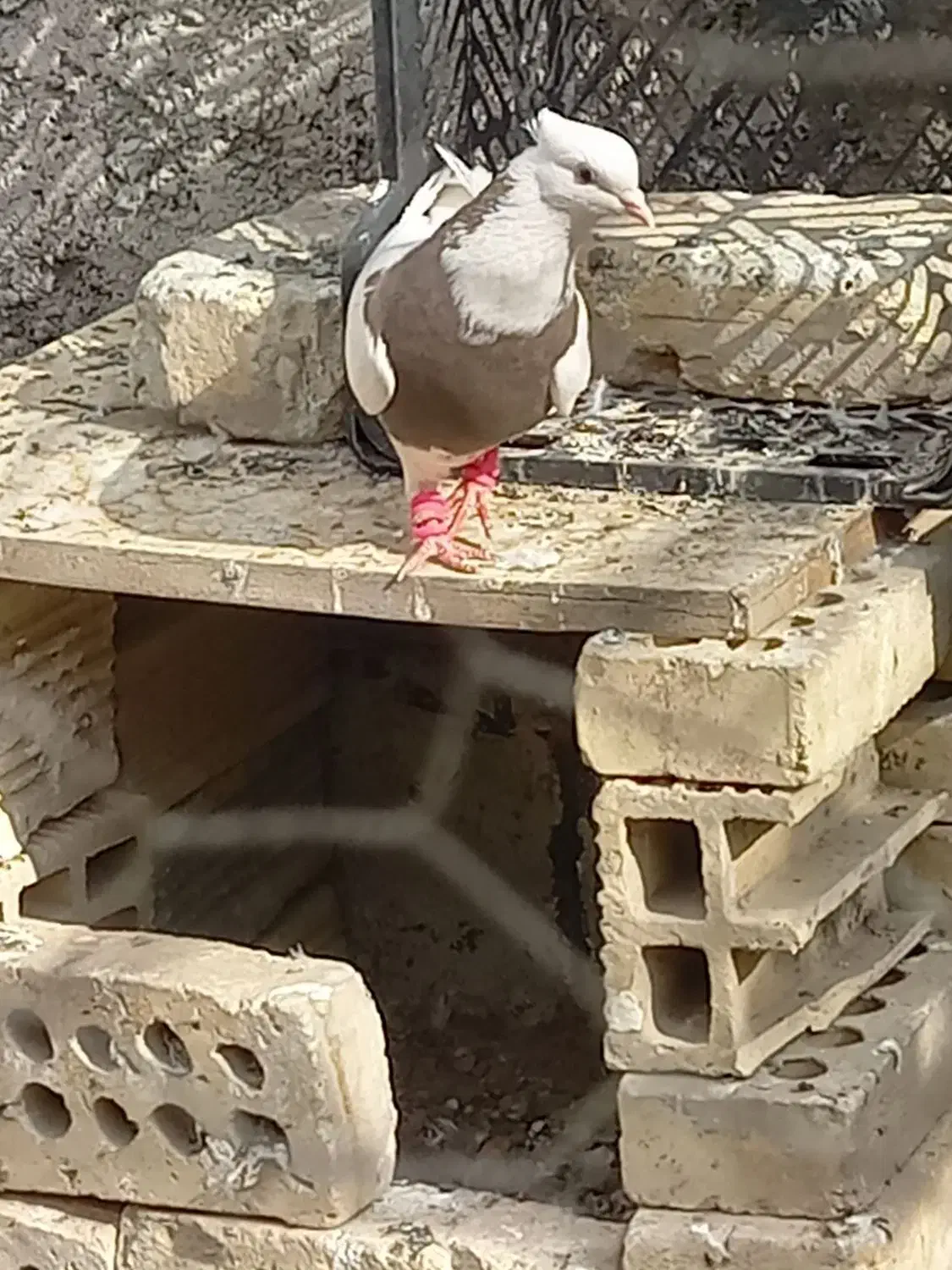 طوقی سرخ کاکول میخ بی غلتی|پرنده|ابریشم, |دیوار