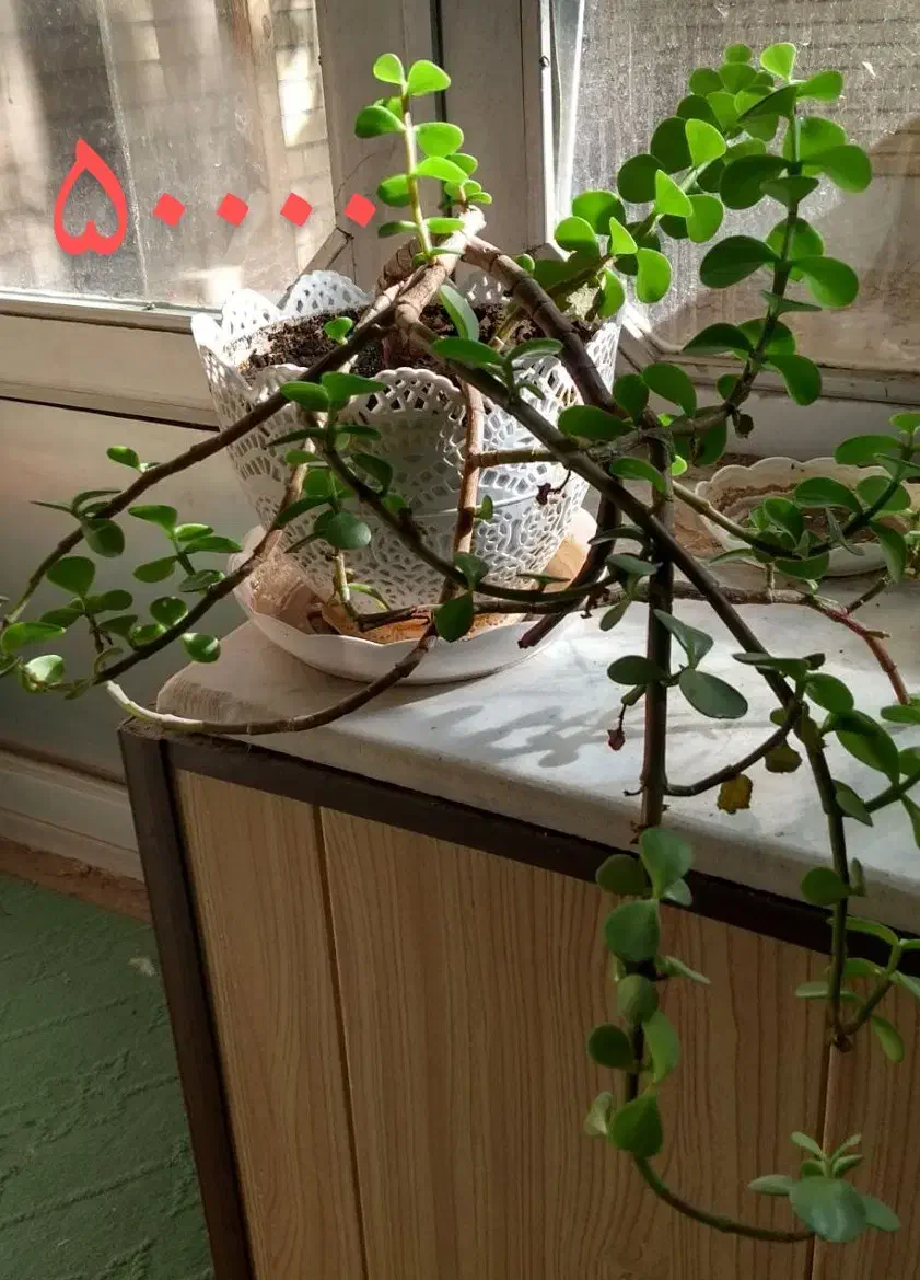 گل طبیعی کاکتوس پتوس دیفن|گل و گیاه طبیعی|خمینی‌شهر, |دیوار