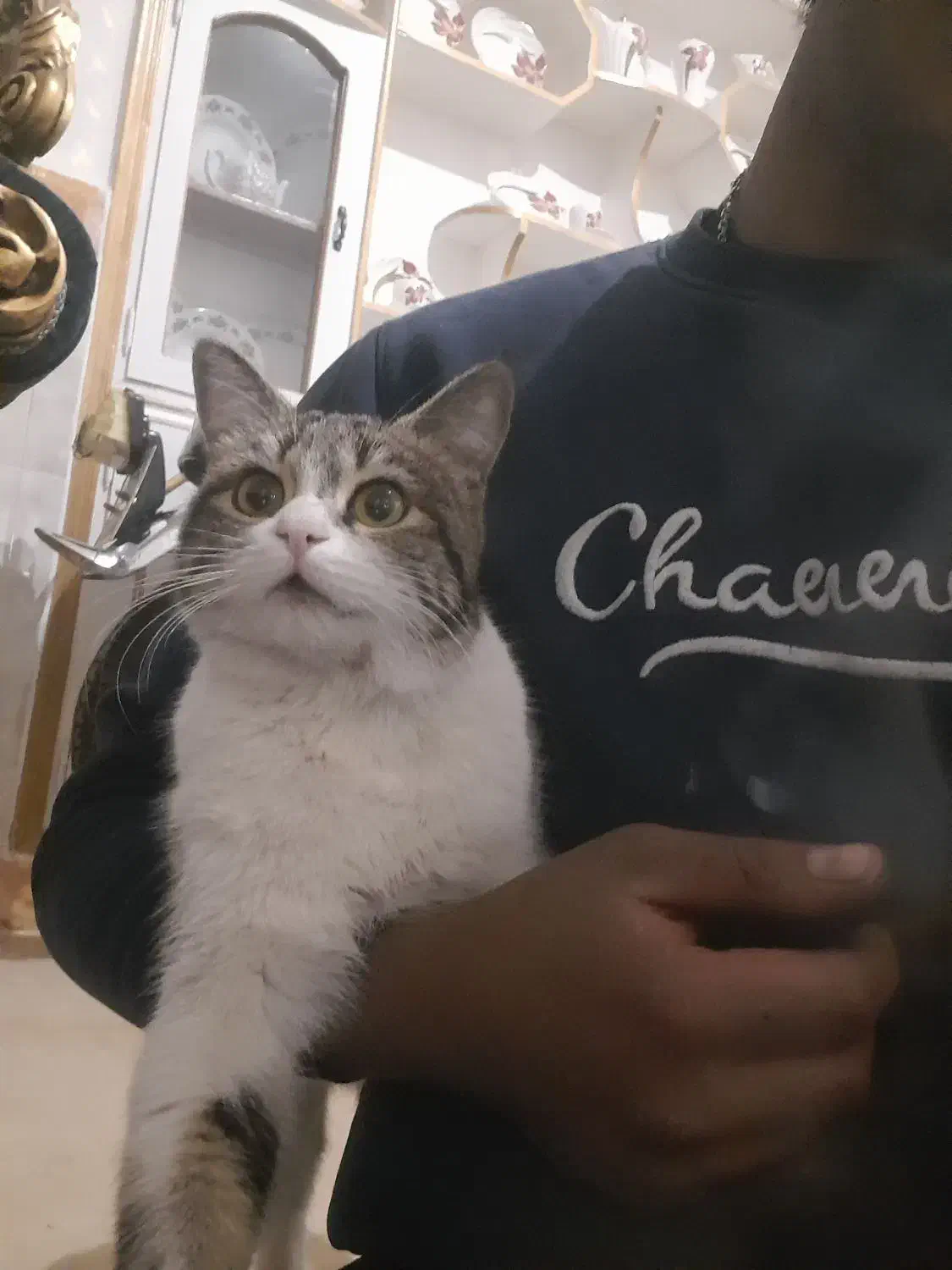 واگذاری گربه|گربه|خمینی‌شهر, |دیوار