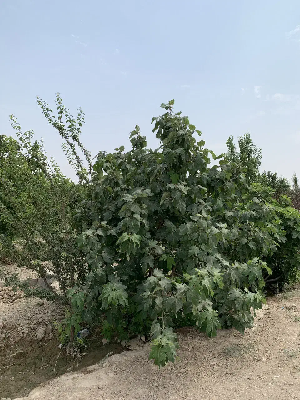 ۵۰۰متر باغ ۷ساله|فروش زمین و ملک کلنگی|رباط‌کریم, رباط‌کریم|دیوار