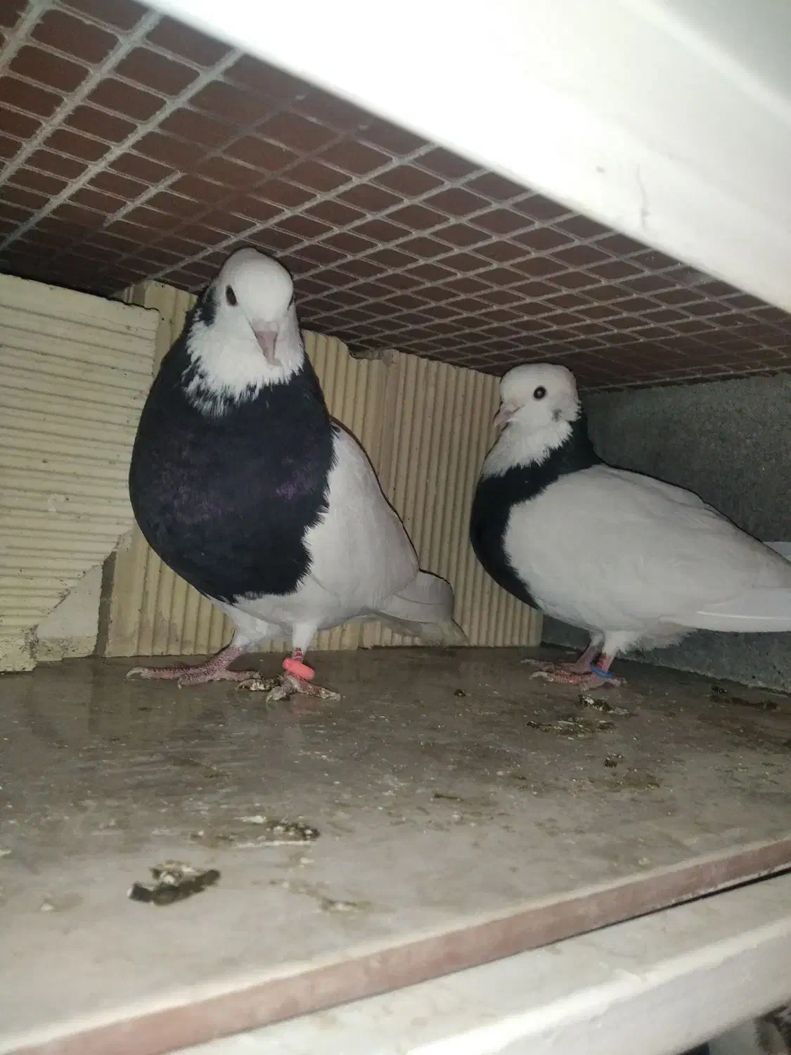 فروش کبوتر طوقی|پرنده|هرسین, |دیوار