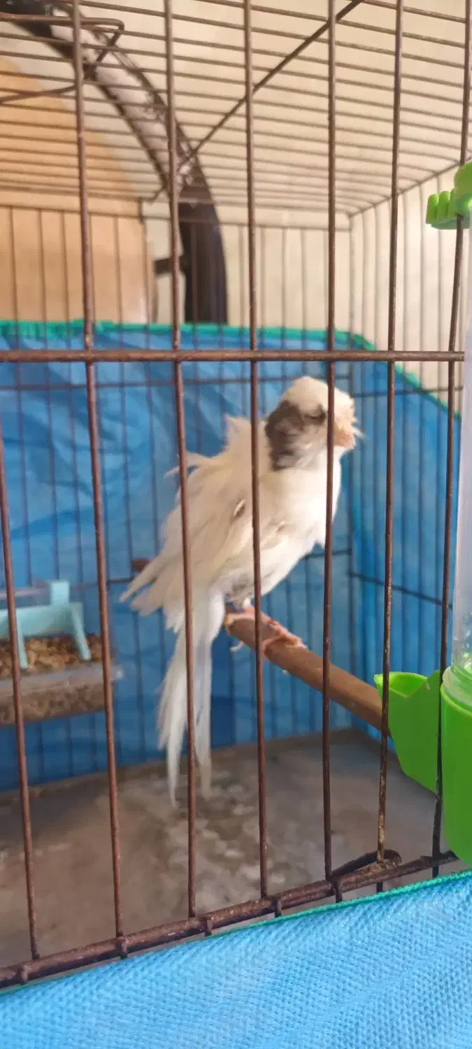 قناری فر|پرنده|رشت, فرزانه|دیوار