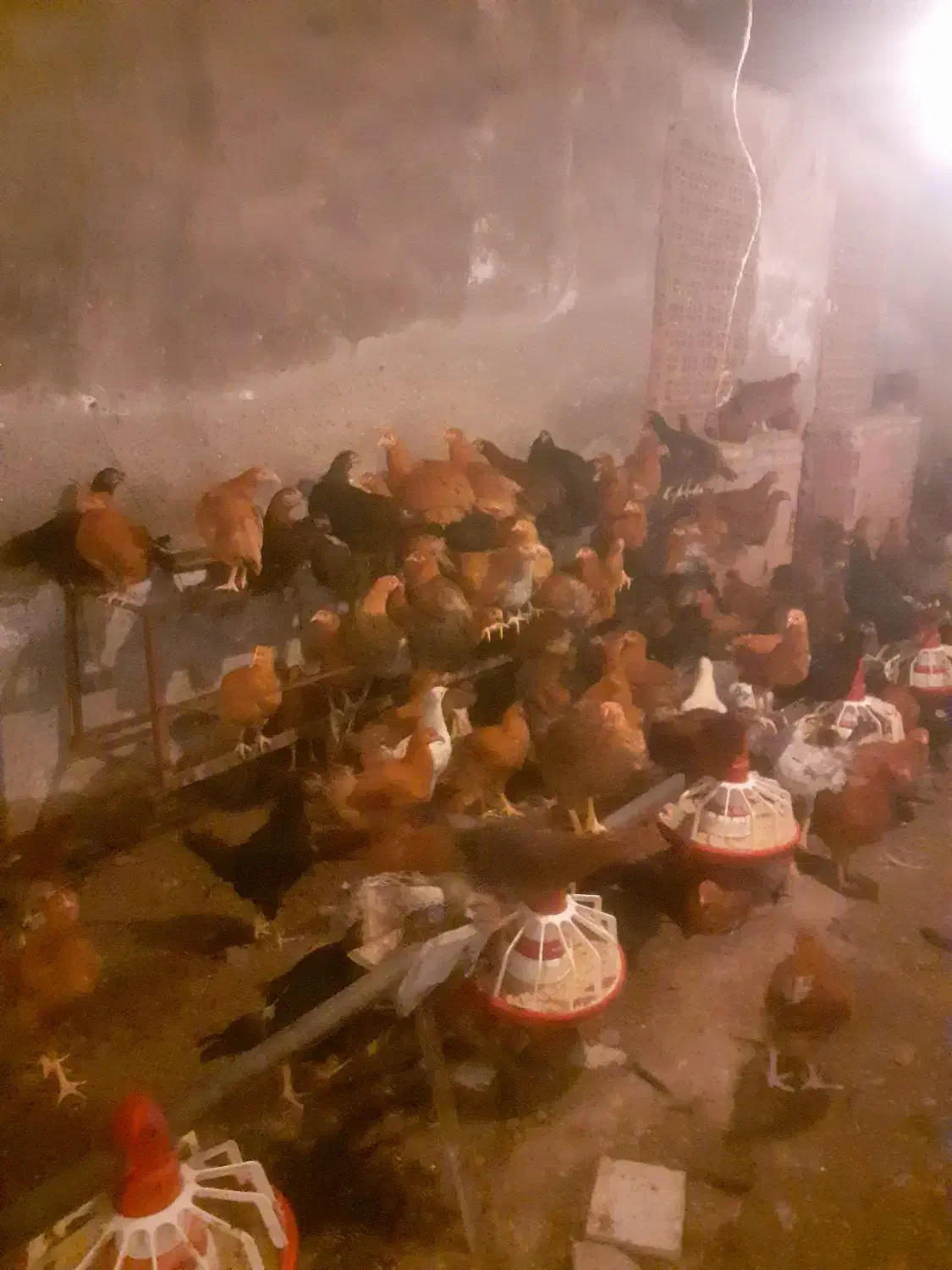 تخم مرغ محلی  نطفه دار و خوراکی|حیوانات مزرعه|گرگان, |دیوار