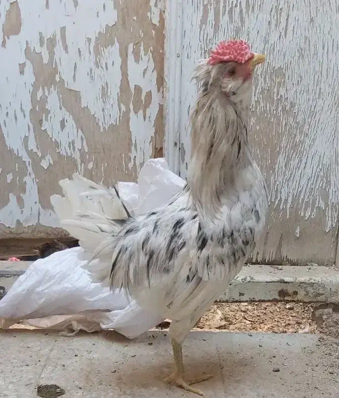 خروس گلین|حیوانات مزرعه|یزد, |دیوار