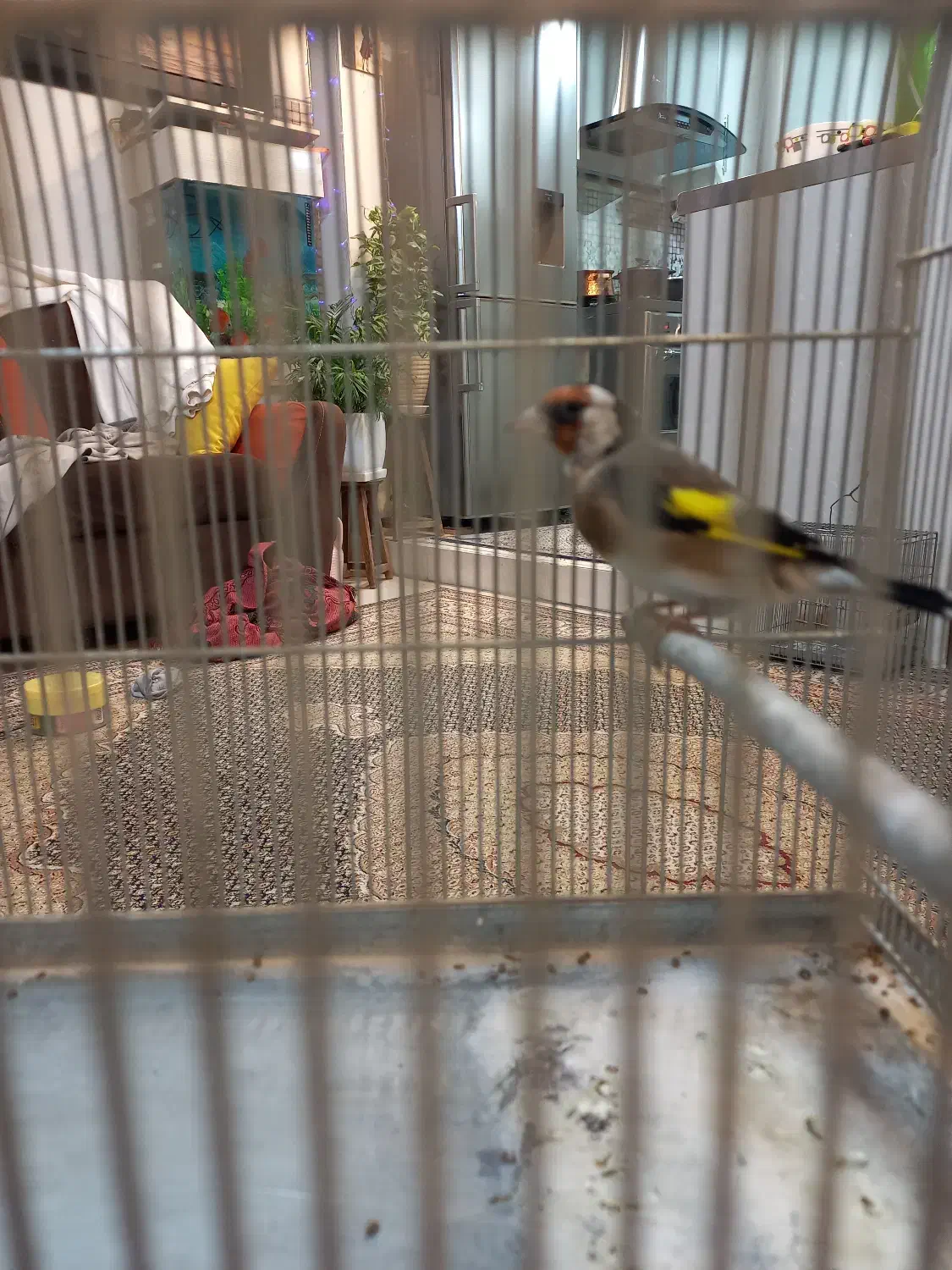 سره|پرنده|تهران, ارم|دیوار