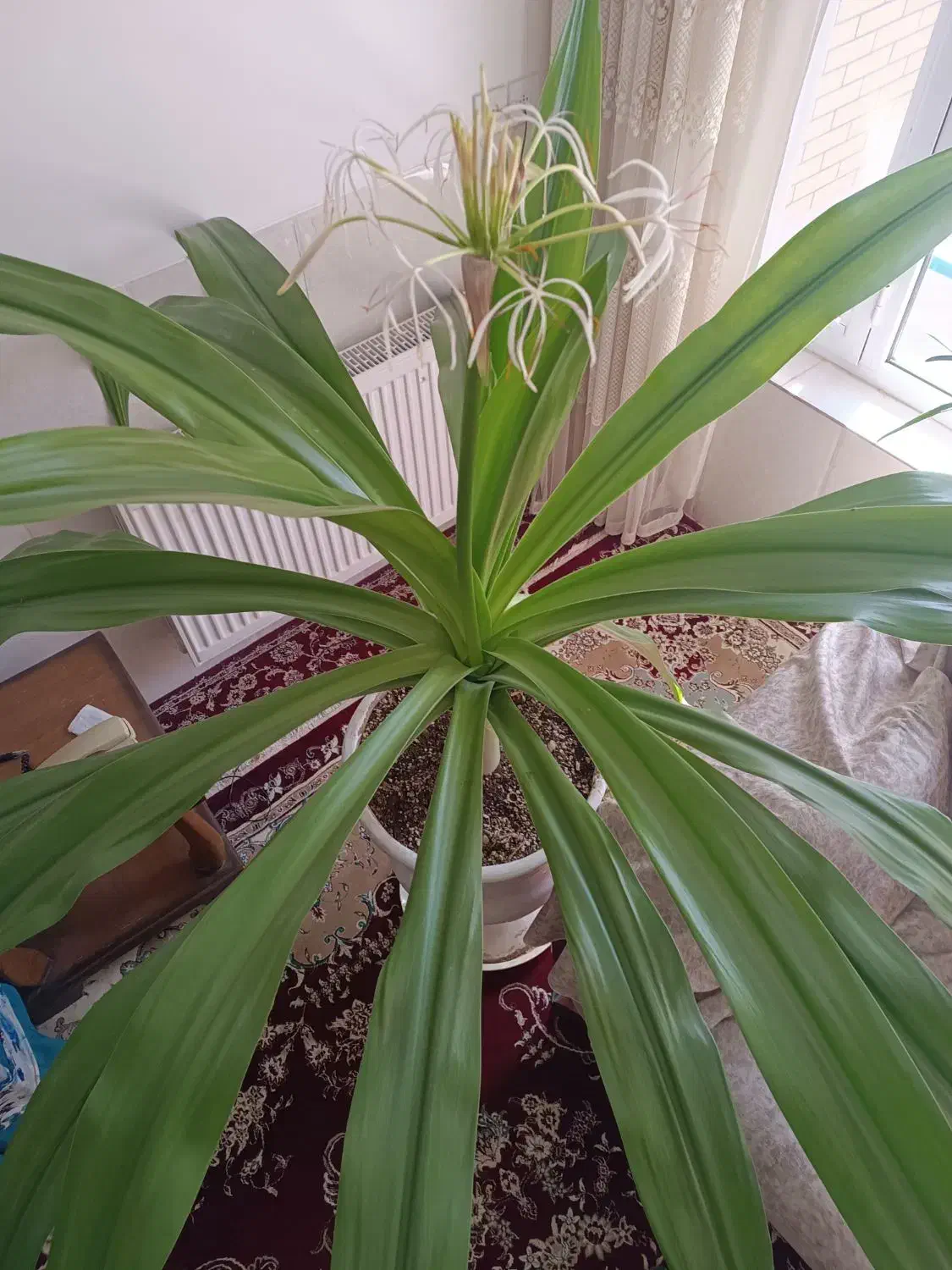 گل سوسن عنکبوتی|گل و گیاه طبیعی|اردکان, |دیوار