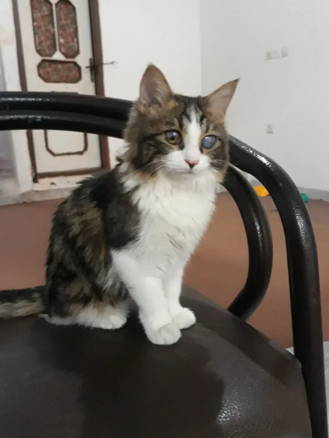 گربه واگذاری رایگان|گربه|بندرعباس, |دیوار