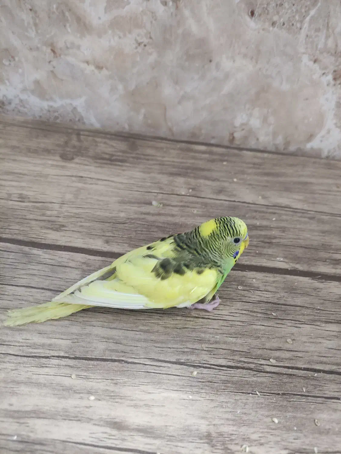 مرغ عشق|پرنده|ارومیه, |دیوار