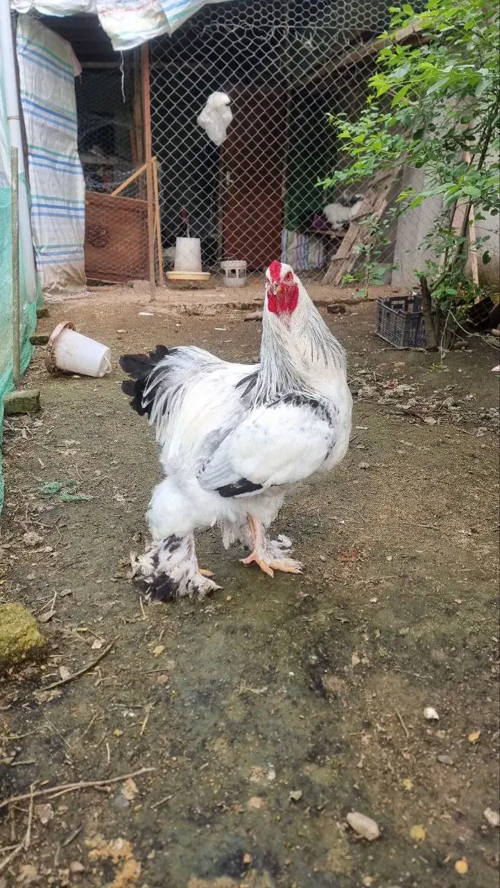 تخم نطفه دار و تازه برهما|حیوانات مزرعه|رشت, کوی قدس|دیوار