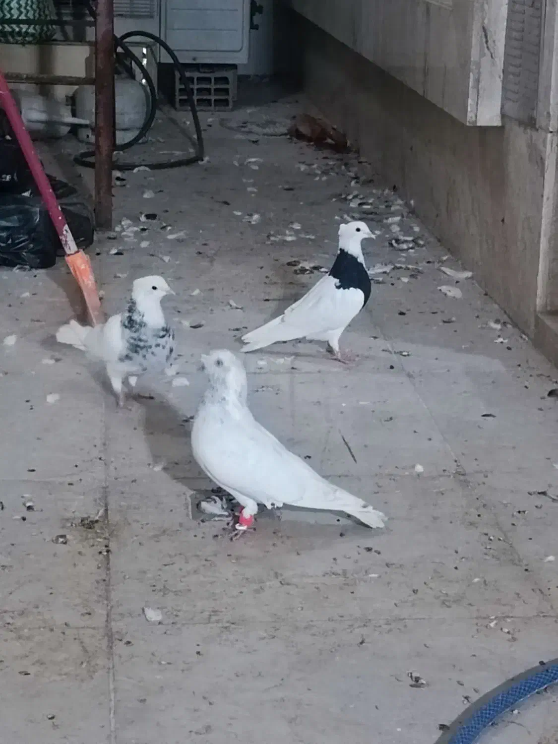 کبوتر|پرنده|دزفول, |دیوار