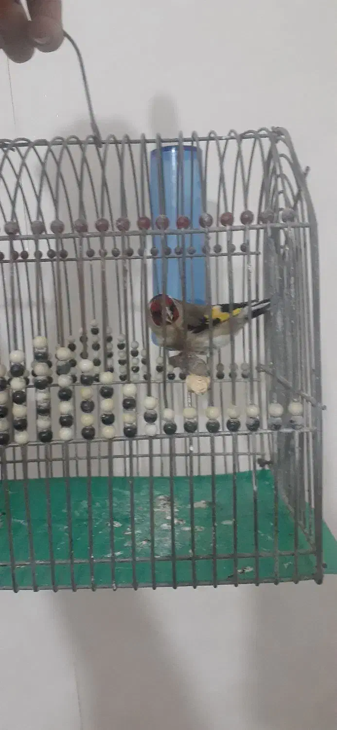 سهره|پرنده|شیراز, شهرک رضوان|دیوار