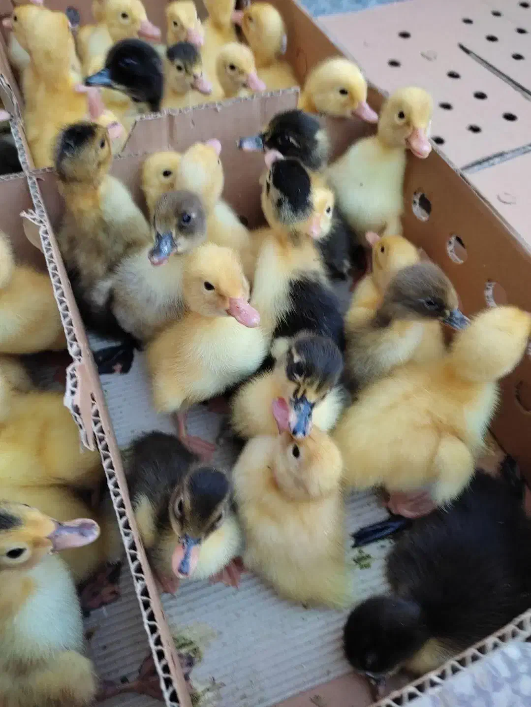 مجتمع کامل طیورتهران اردک جوجه محلی رنگی گوشتی|حیوانات مزرعه|اهواز, مهرشهر|دیوار