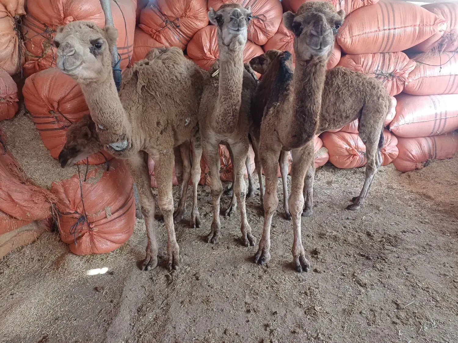 شتر جوان پنج نفر|حیوانات مزرعه|سیمین شهر, |دیوار