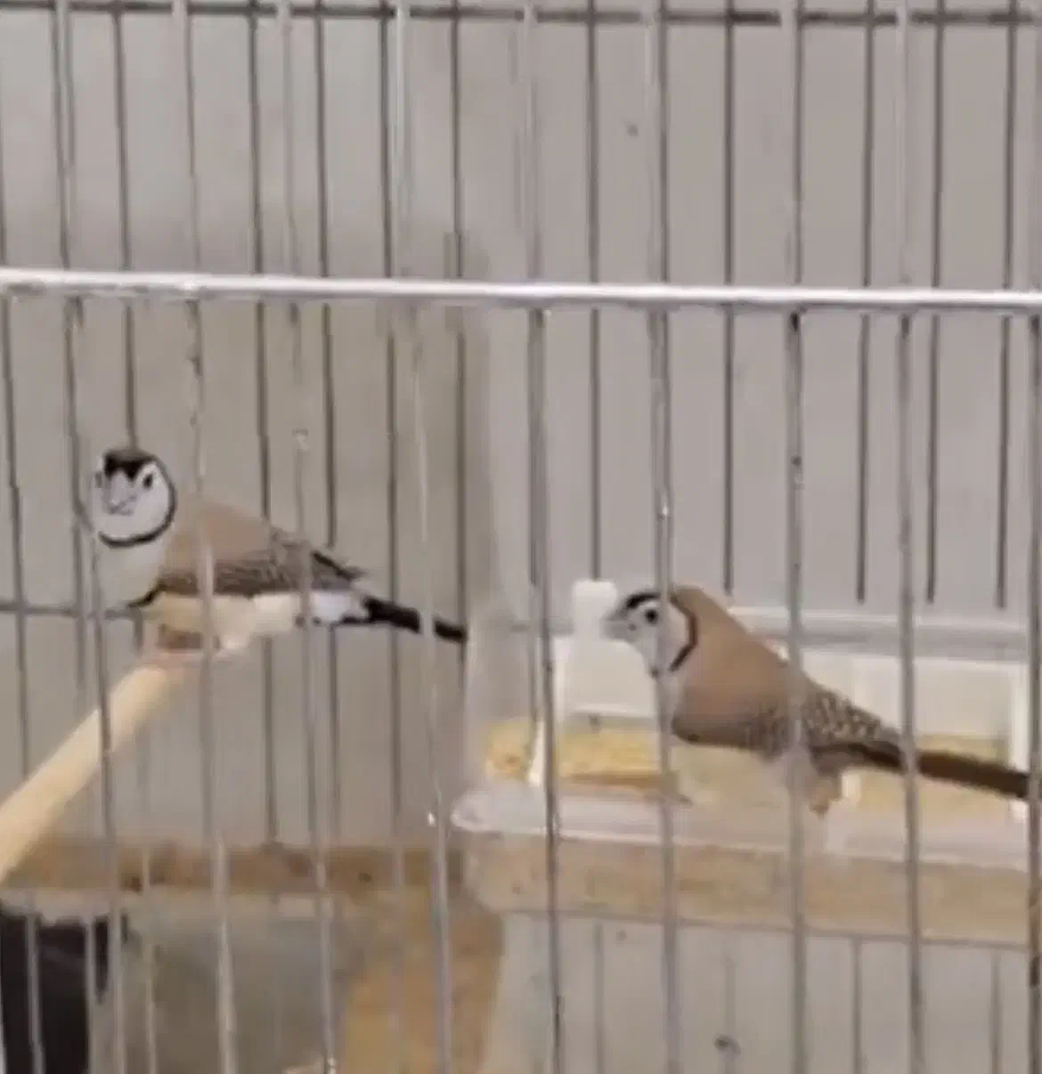 فنچ جفدی الماسی گلدین و...|پرنده|ری, شهادت|دیوار