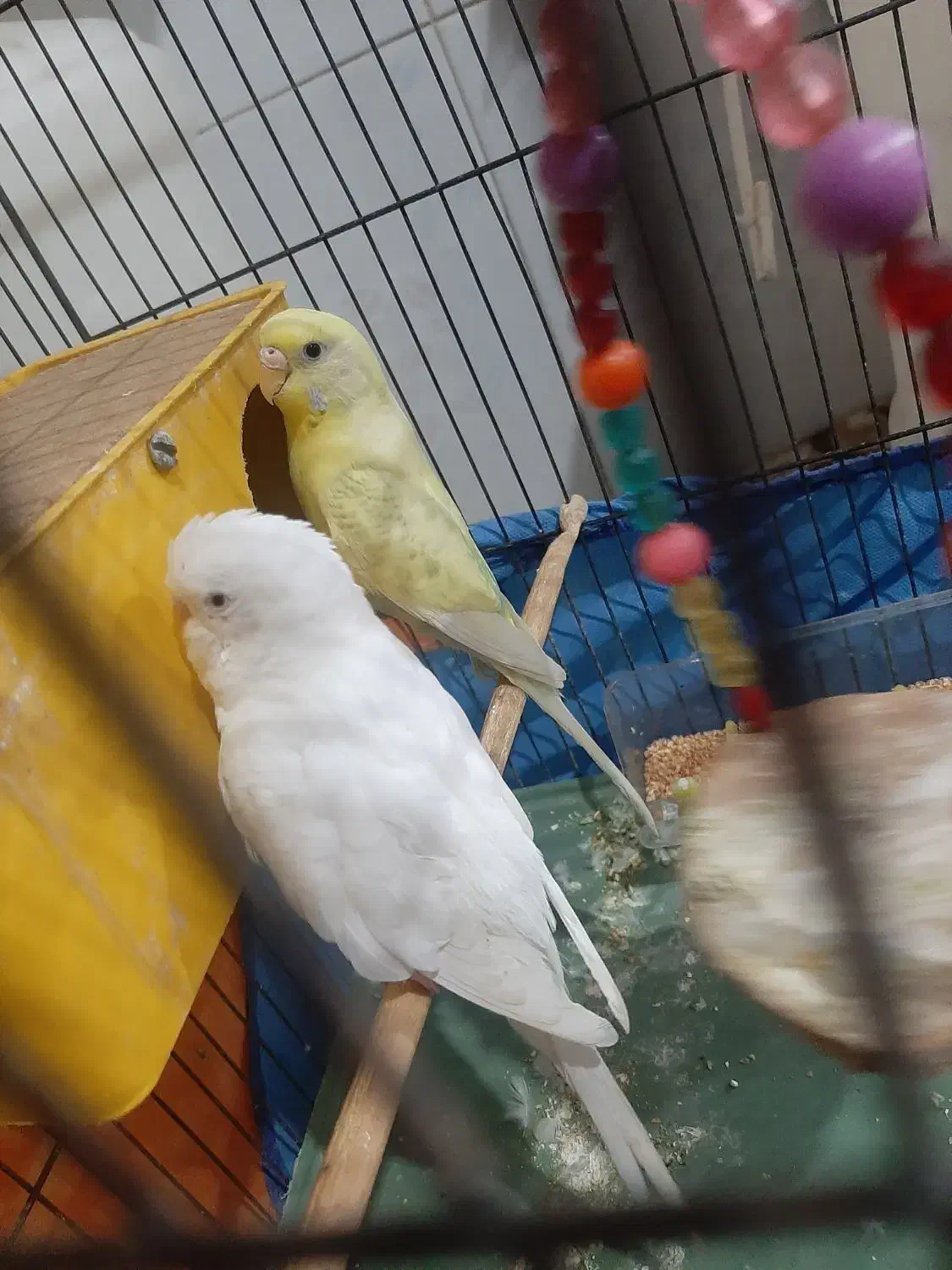 مرغ عشق با قفس|پرنده|اهواز, پردیس|دیوار