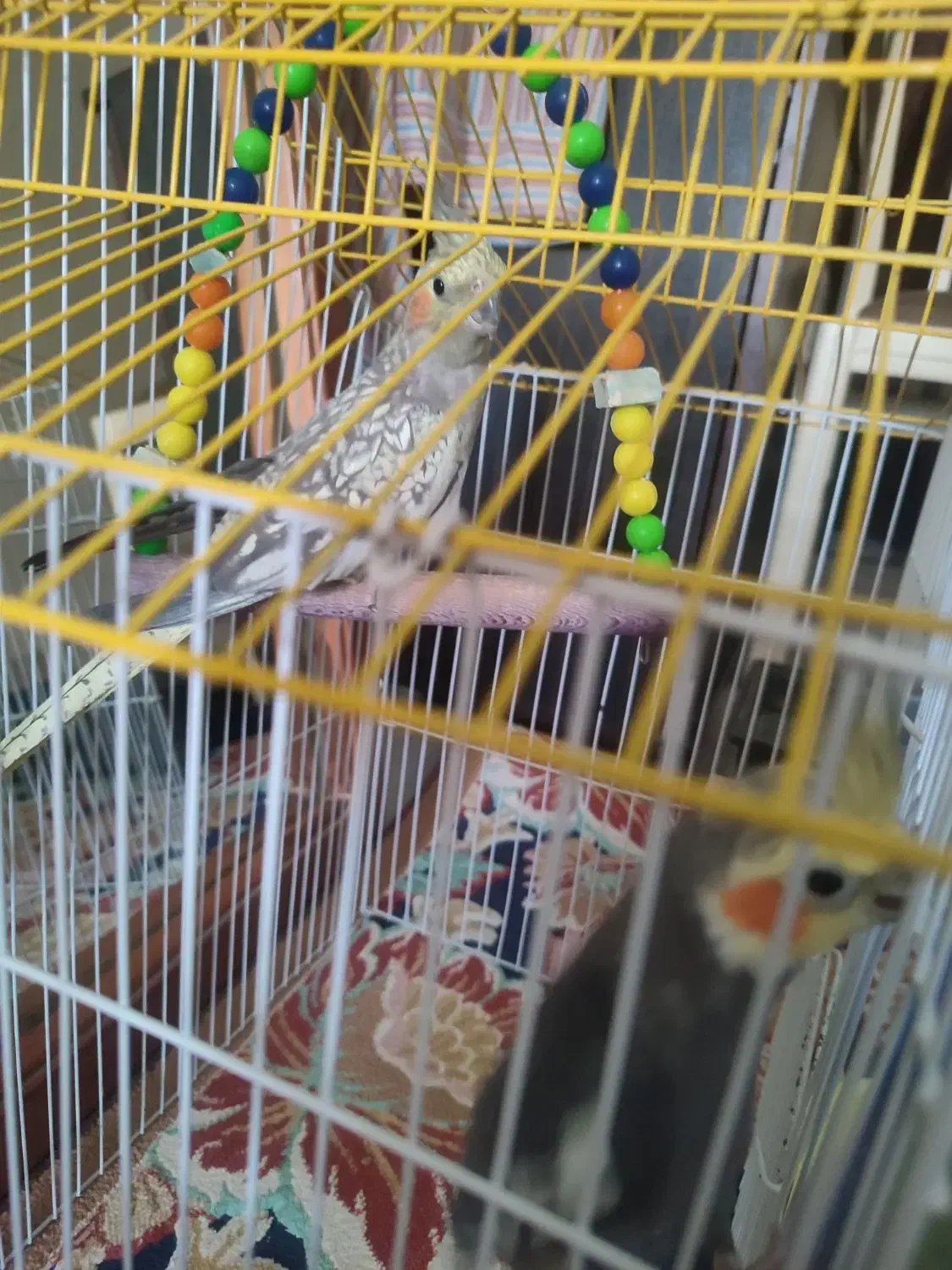 عروس هلندی|پرنده|گلپایگان, |دیوار