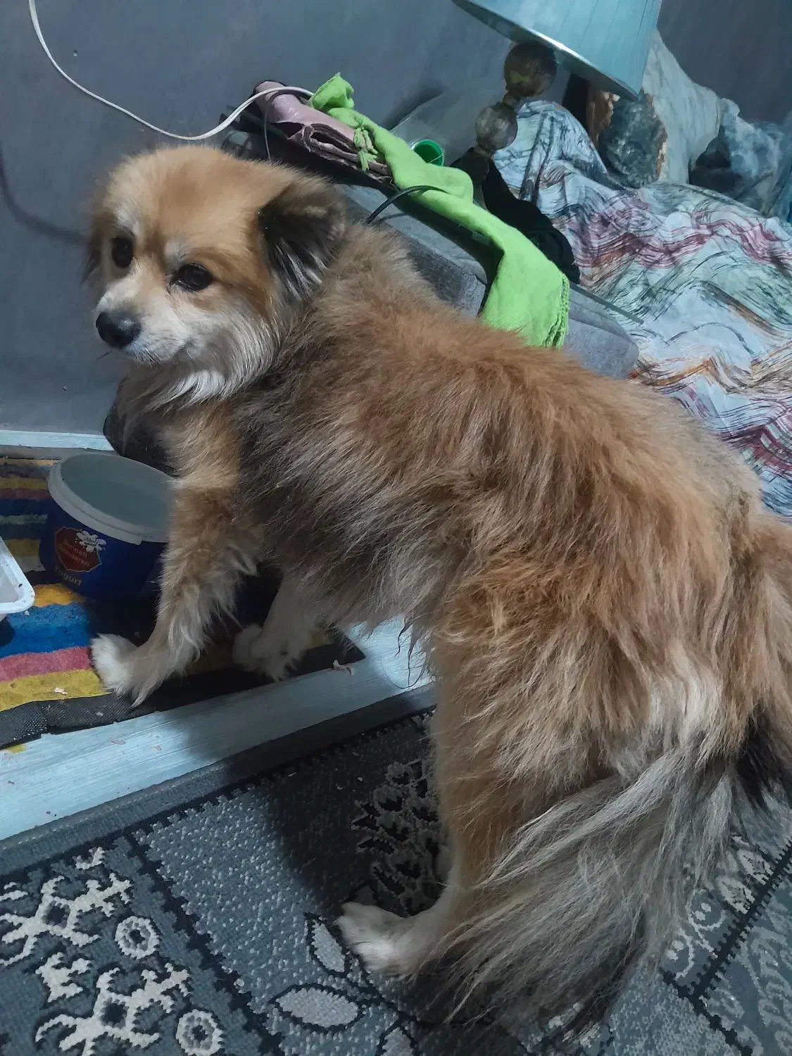 گمشده|حیوانات|تهران, مجیدآباد|دیوار