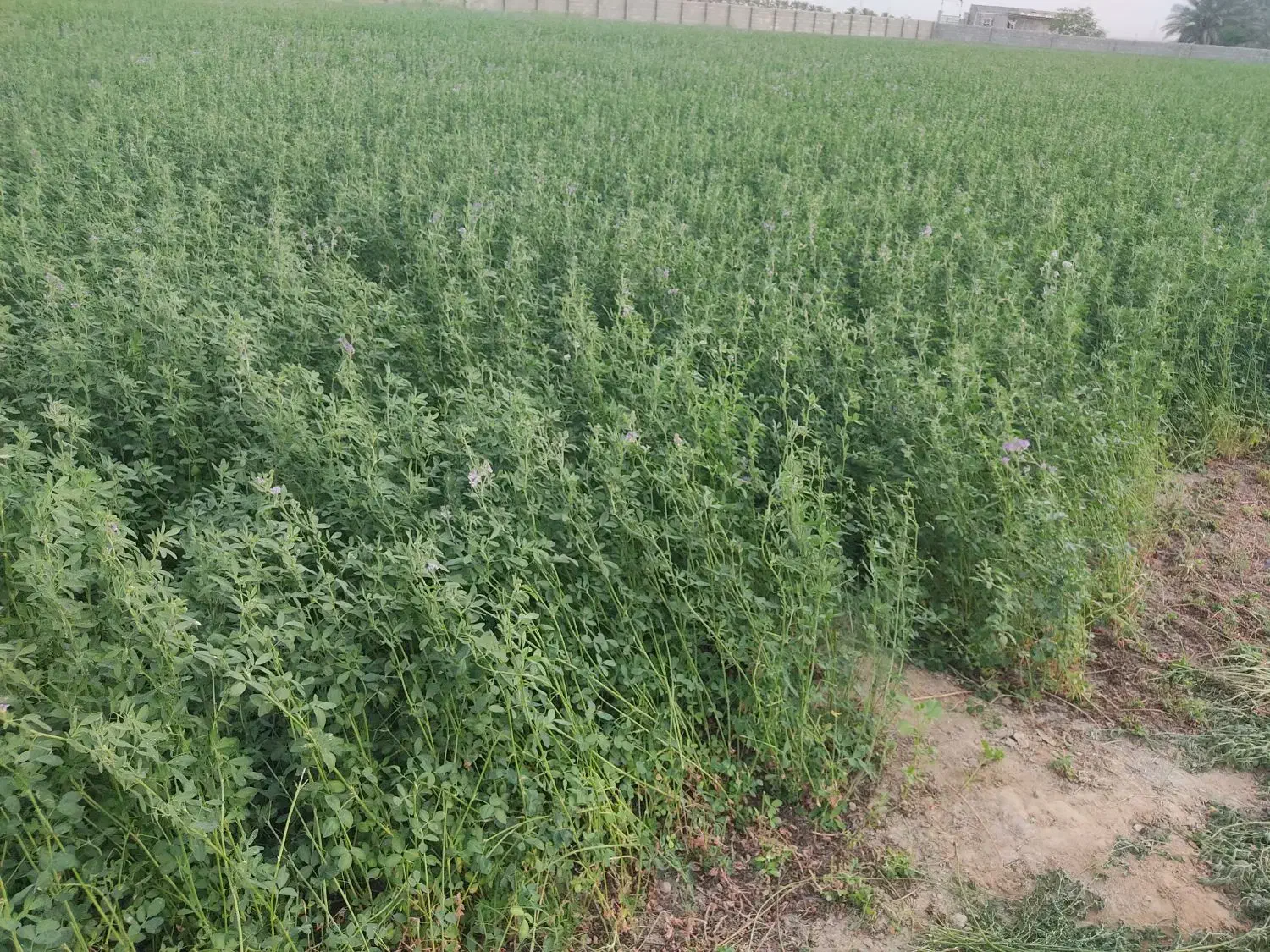 سلام یونجه خشک نرم نرم خورموج|حیوانات مزرعه|خورموج, |دیوار