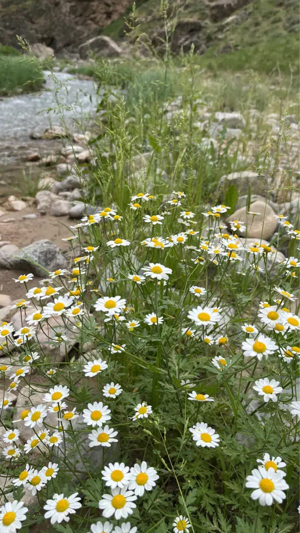 همسفر طبیعت ایران|فعالیت داوطلبانه|مشهد, الهیه|دیوار