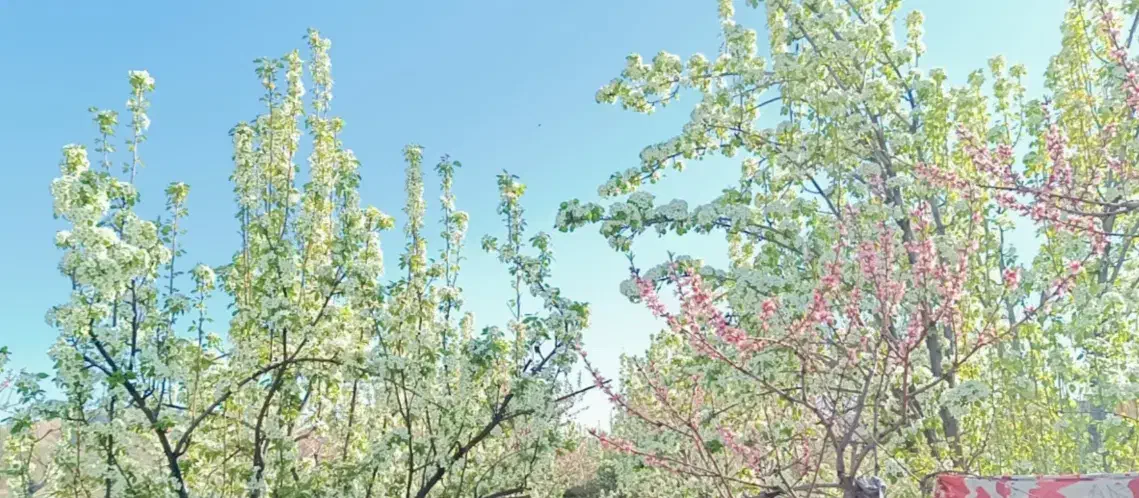 باغ میوه های متنوع|خدمات باغبانی و درختکاری|مانه, |دیوار