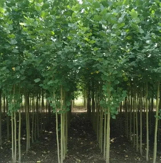 نهالستان فروش نهال های گردو بادام و صنوبر|خدمات باغبانی و درختکاری|ماکو, |دیوار