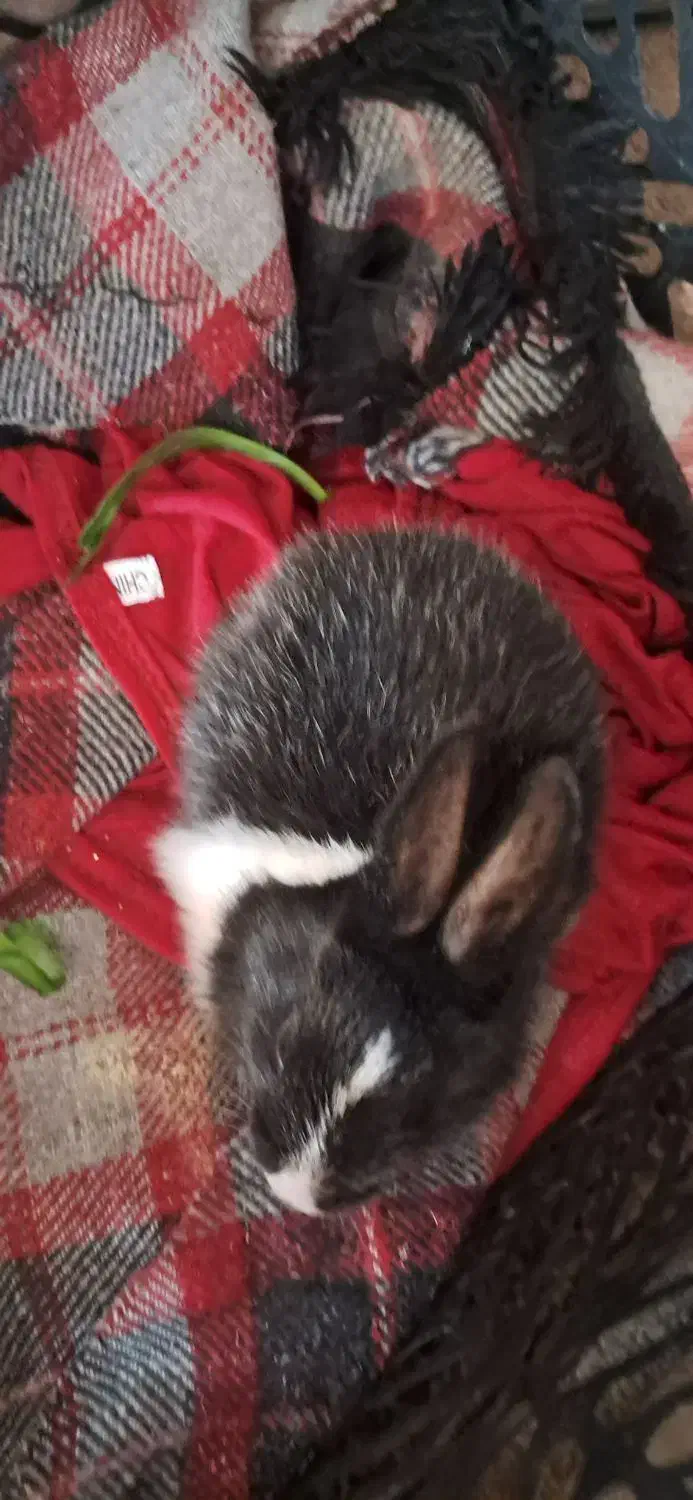 خرگوش|موش و خرگوش|بیرم, |دیوار