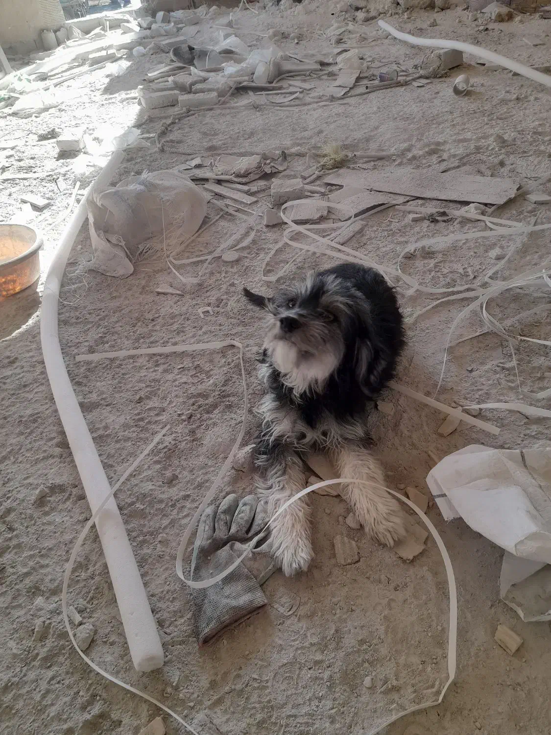 سگ پاکوتاه|سگ|شهرکرد, |دیوار