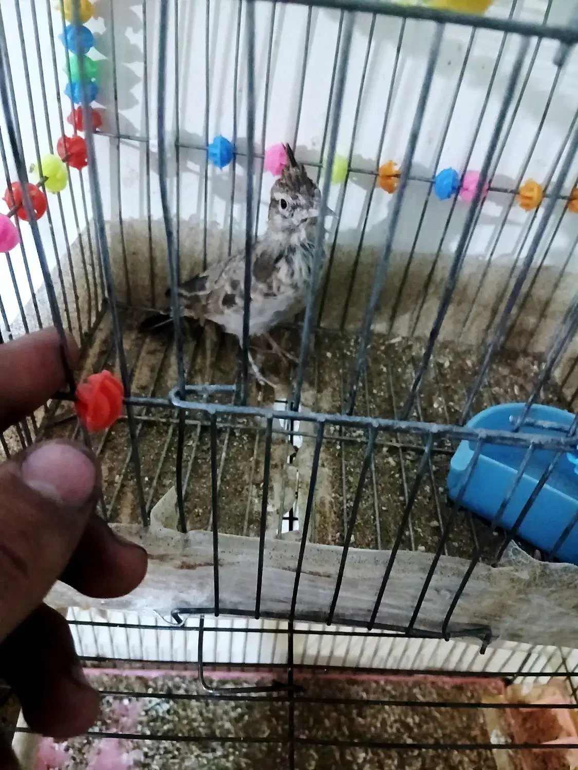 طوطی|پرنده|فولادشهر, B1|دیوار