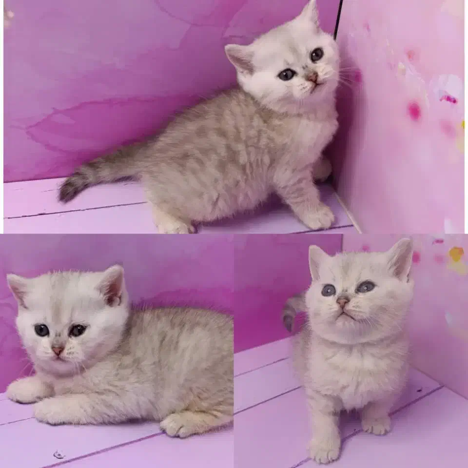 بچه‌گربه از همه‌ ‌نژادها / پت‌شاپ|گربه|شیراز, سینما سعدی|دیوار