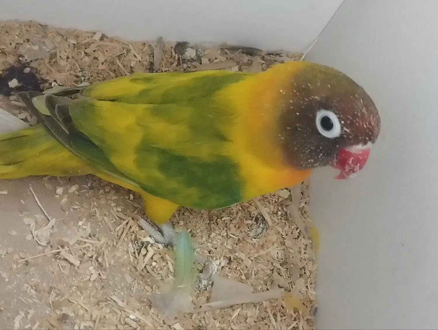 چهار جفت کوتوله با تخم وجوجه|پرنده|تربت جام, معدآباد|دیوار