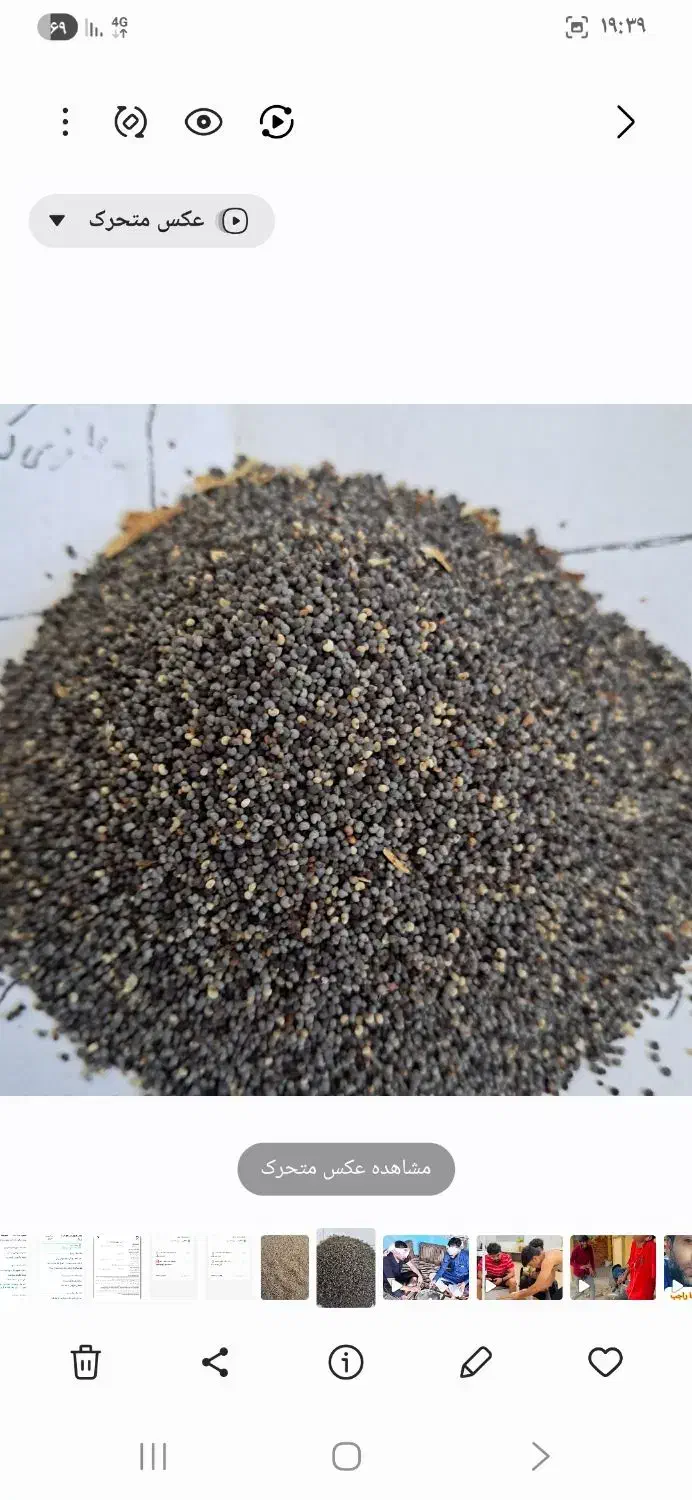 بذر سفید و بنفش|گل و گیاه طبیعی|کوهدشت, |دیوار