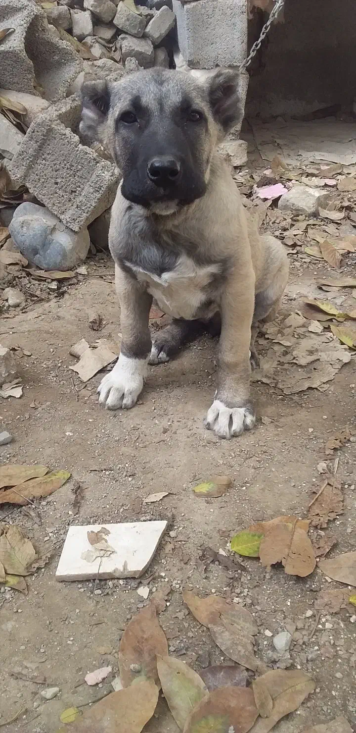 واگذاری ماده سرابی اصیل|سگ|هشتگرد, ینگی امام|دیوار