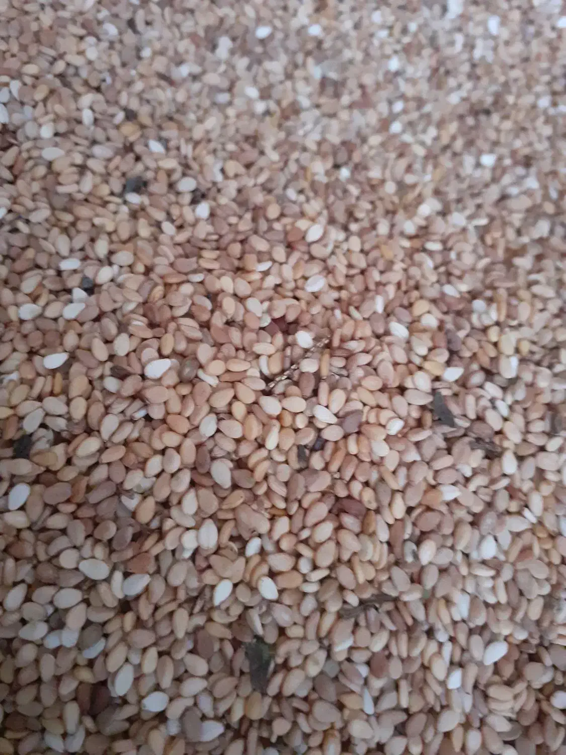 فروش کنجد محلی امساله در حال بر داشت|خوردنی و آشامیدنی|فریم, |دیوار