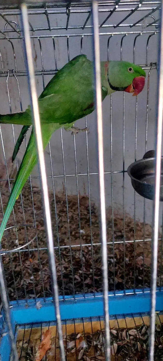 شاه طوطی نر و ماده|پرنده|بهشهر, |دیوار