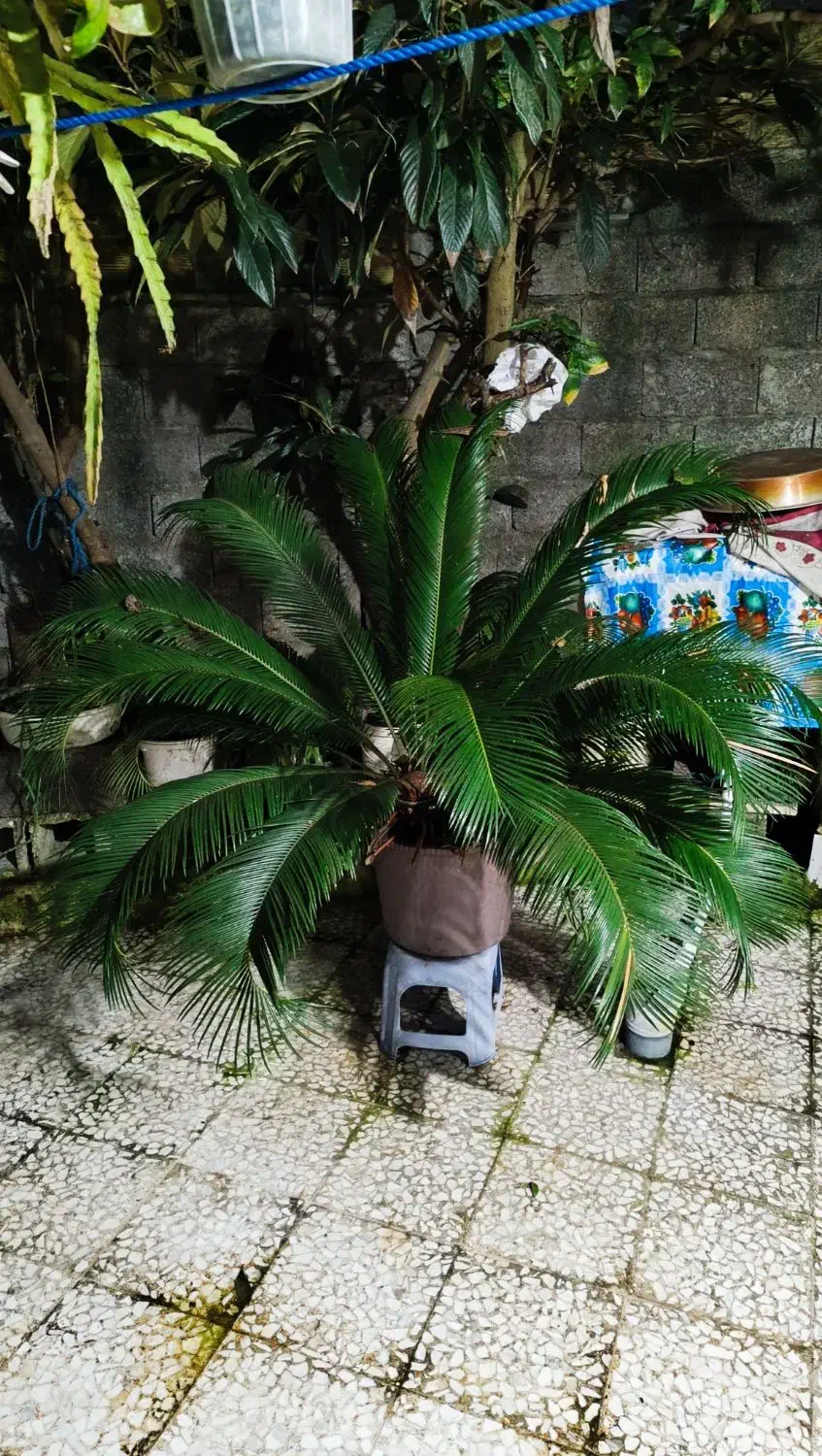 سیکاس|گل و گیاه طبیعی|رشت, اسماعیل آباد|دیوار