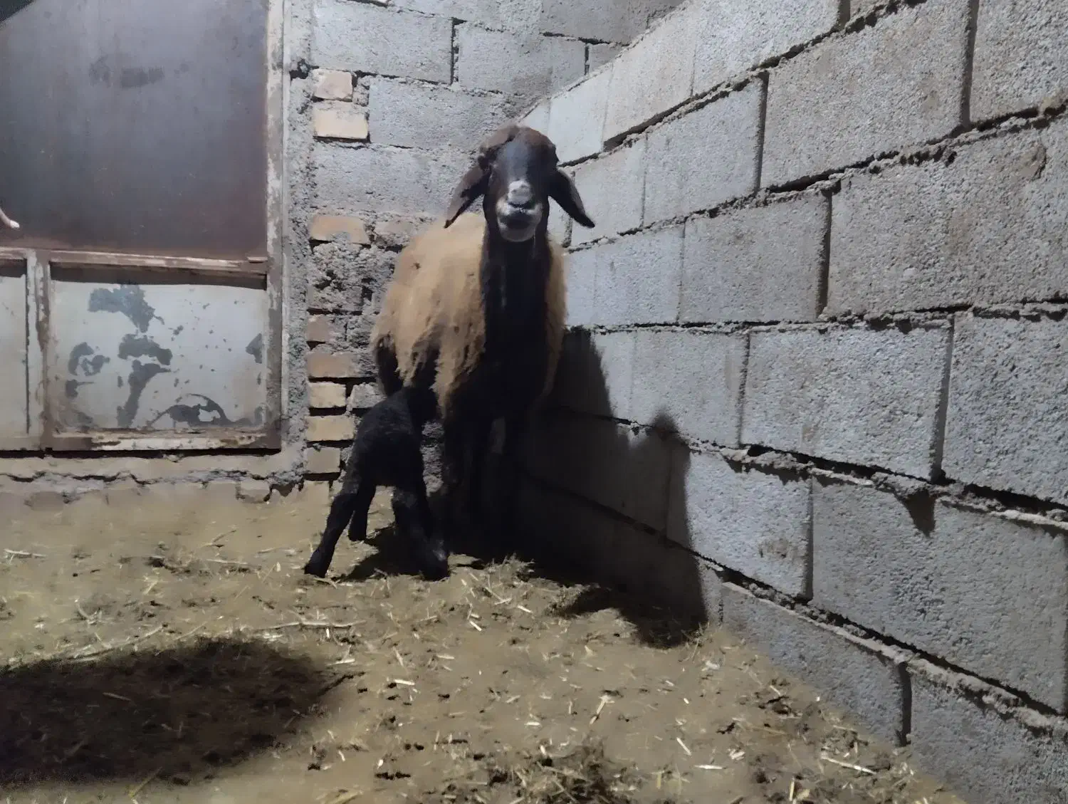 میش بره|حیوانات مزرعه|نیشابور, مازول|دیوار