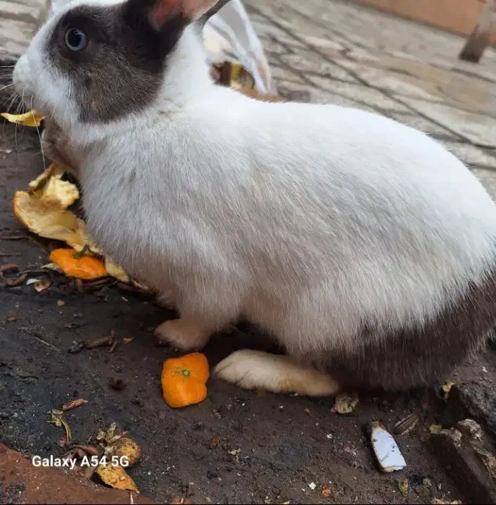 ۳تا خرگوش|موش و خرگوش|سبزوار, قصبه غربی|دیوار