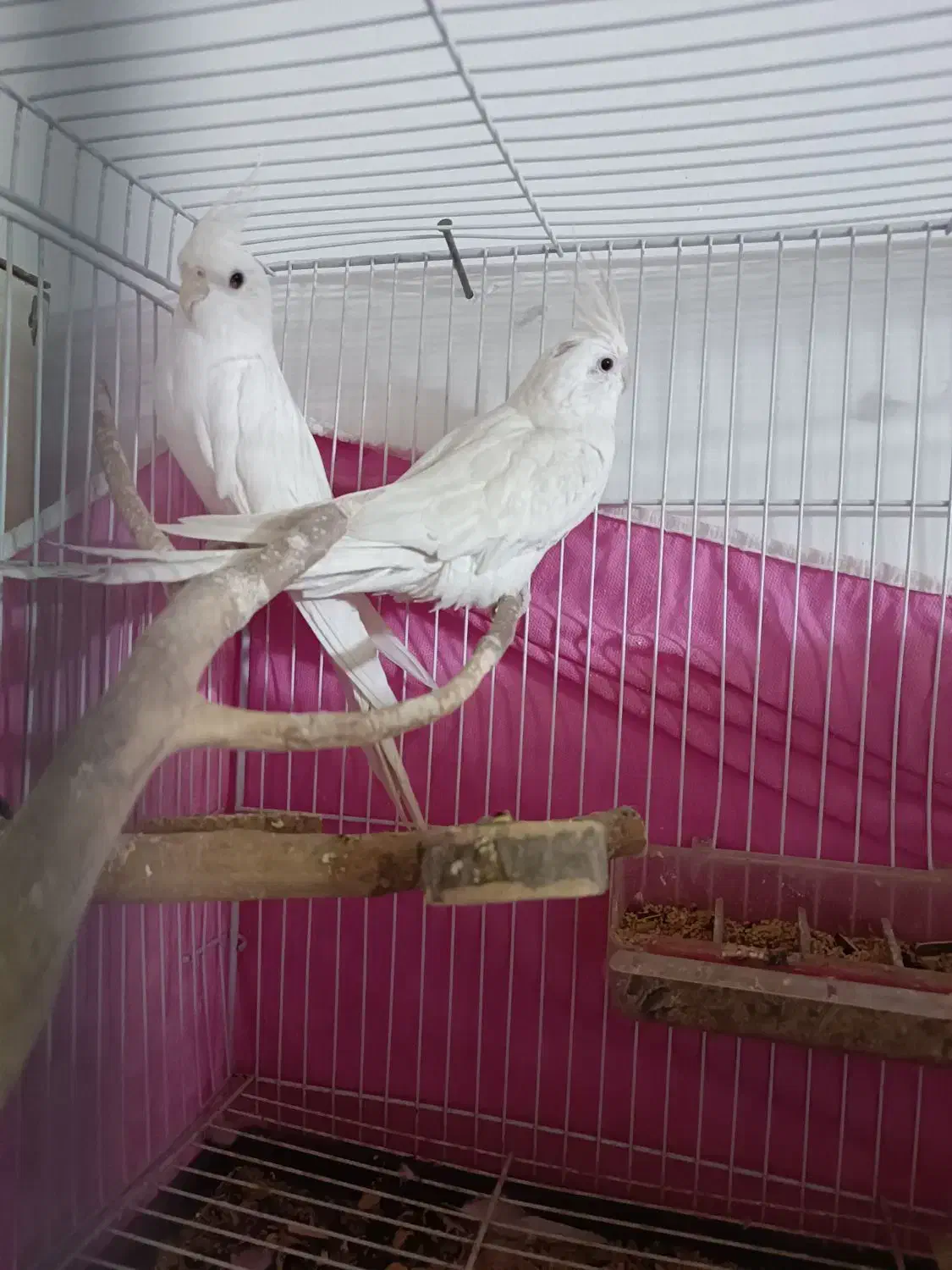 عروس هلندی|پرنده|کوهسرخ, |دیوار