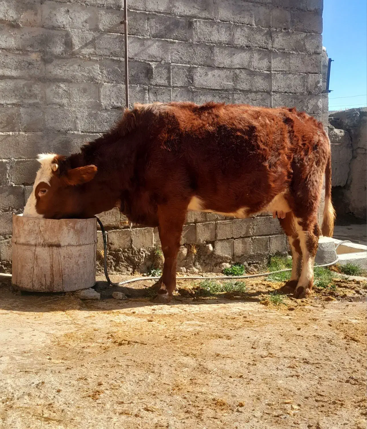 سه عدد گاو سمینتال قرمز جوان آبستن گاو صحرا|حیوانات مزرعه|نظر کهریزی, |دیوار