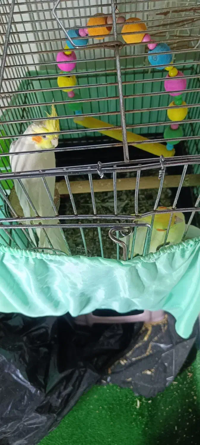 طوطی سانان|پرنده|فردیس, شهرک ناز|دیوار