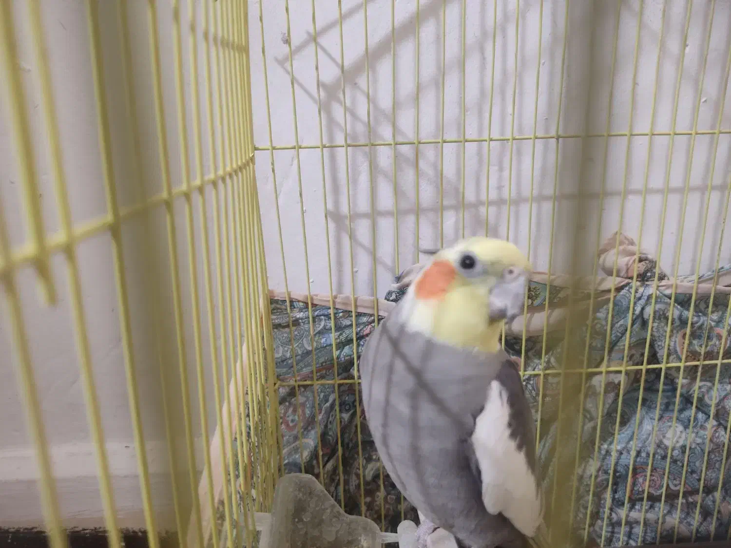 عروس هلندی|پرنده|آبدانان, |دیوار