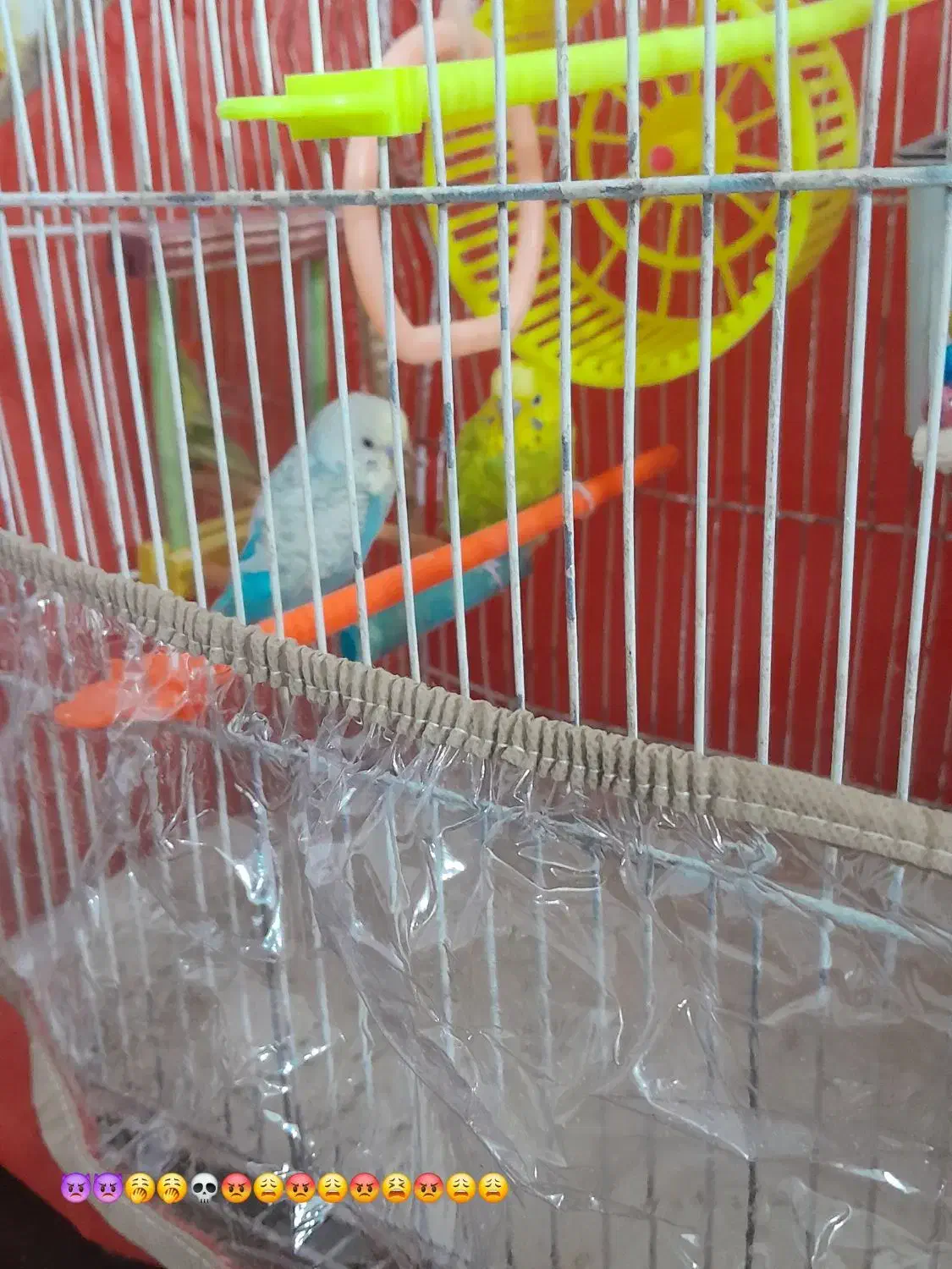 پرنده خانگی|پرنده|تربت جام, پاسداران|دیوار