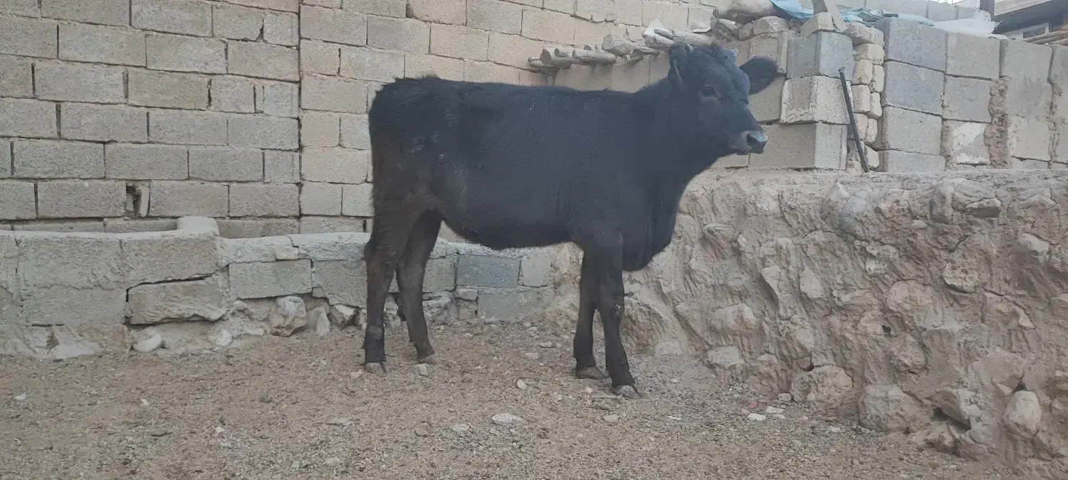 گاو و گوساله (تلیسه برانسویس)|حیوانات مزرعه|کامفیروز, |دیوار