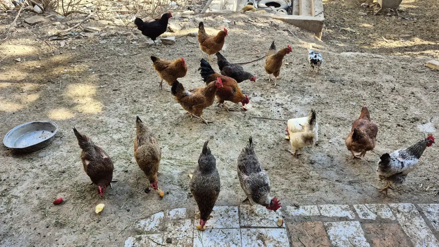 مرغ و خروس محلی|حیوانات مزرعه|مهدی شهر, |دیوار