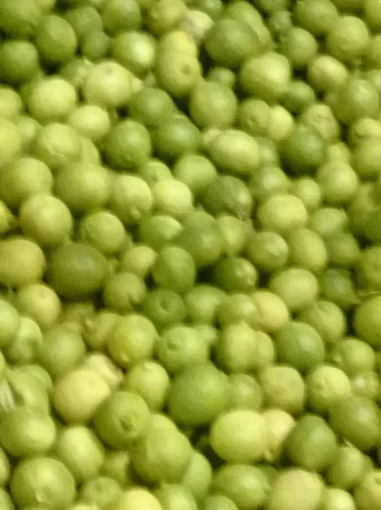 فروش زمین کشاورزی ابی|فروش دفتر صنعتی، کشاورزی، تجاری|سوق, |دیوار