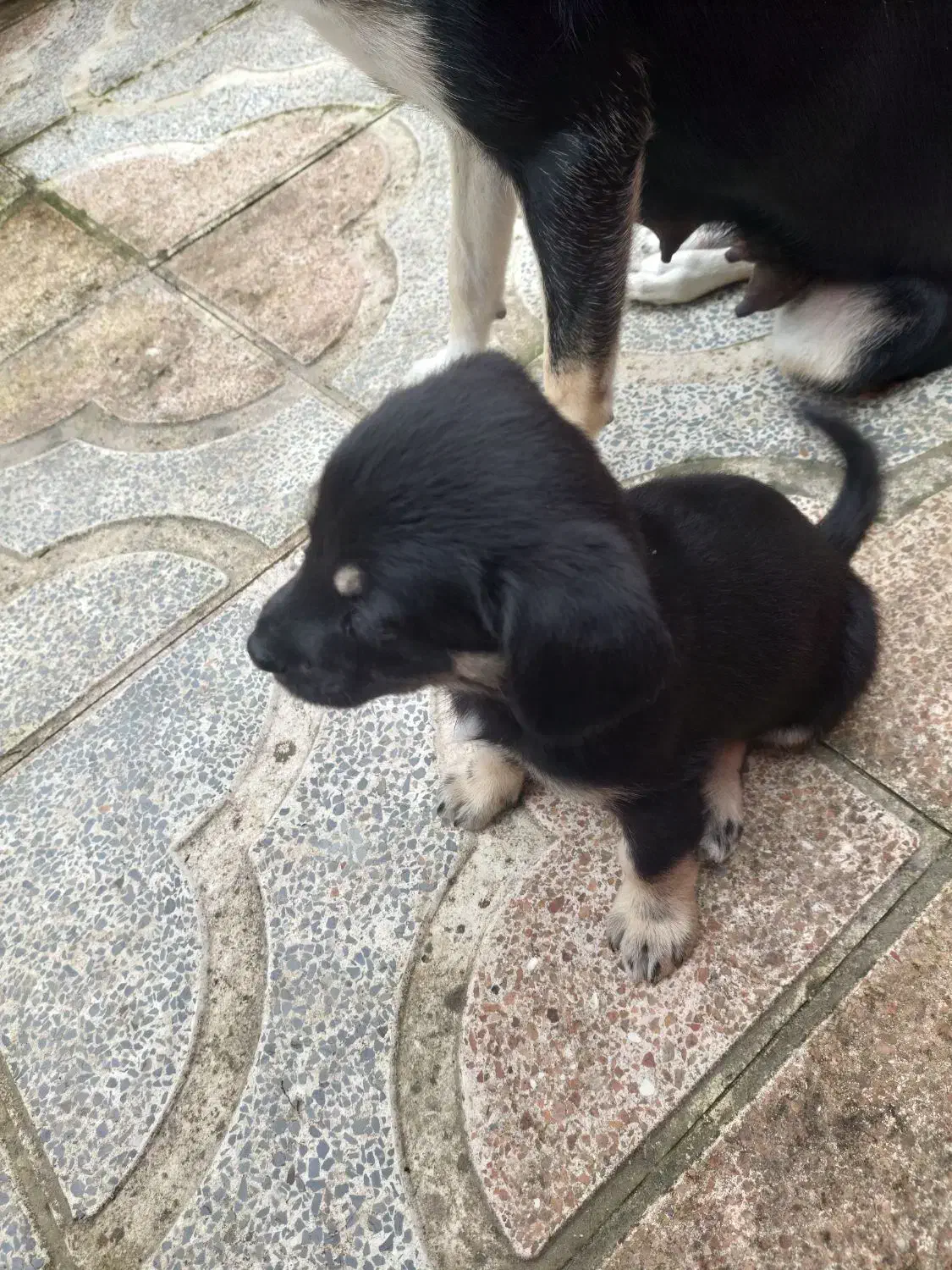 واگذاری رایگان توله دوماهه ماده|سگ|نوشهر, |دیوار