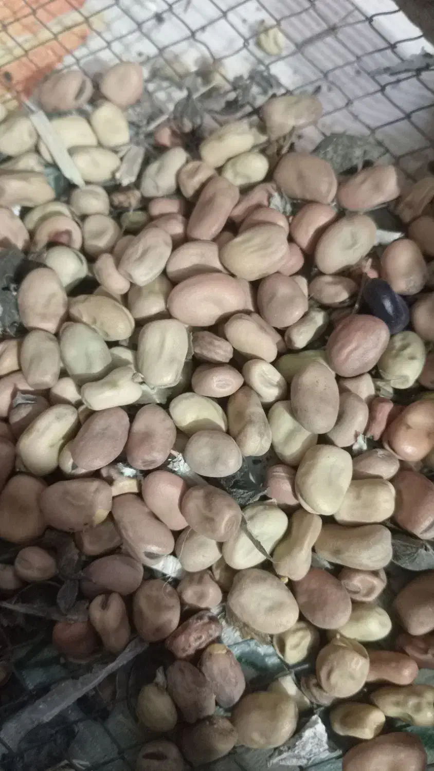 باقالی درجه یک|خوردنی و آشامیدنی|نیشابور, مازول|دیوار